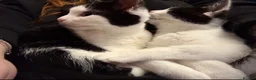 Mixed Breed cats for sale: Gorgeous twins needing a forever home  - Advert 4