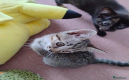 Ragdoll cats for sale: 5 lovely ragdoll X female kittens - Image 4