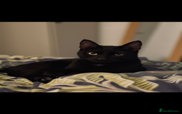 Mixed Breed cats for sale: Kitten In Need of New Home - Image 4