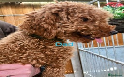 Cockapoo dogs for sale: Cockapoo puppies  - Image 19