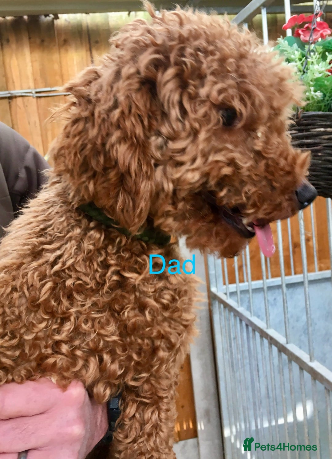Cockapoo dogs for sale: Cockapoo puppies  - Image 19