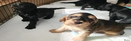 Cockapoo dogs for sale: 5 F1B Cockapoo puppies - Advert 2