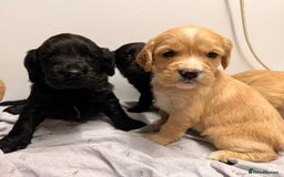 Cocker Spaniel dogs for sale: Beautiful DNA tested cocker spaniel puppies - Advert 8