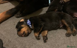 Rottweiler dogs for sale: Rottweiler puppies for sale - Advert 8