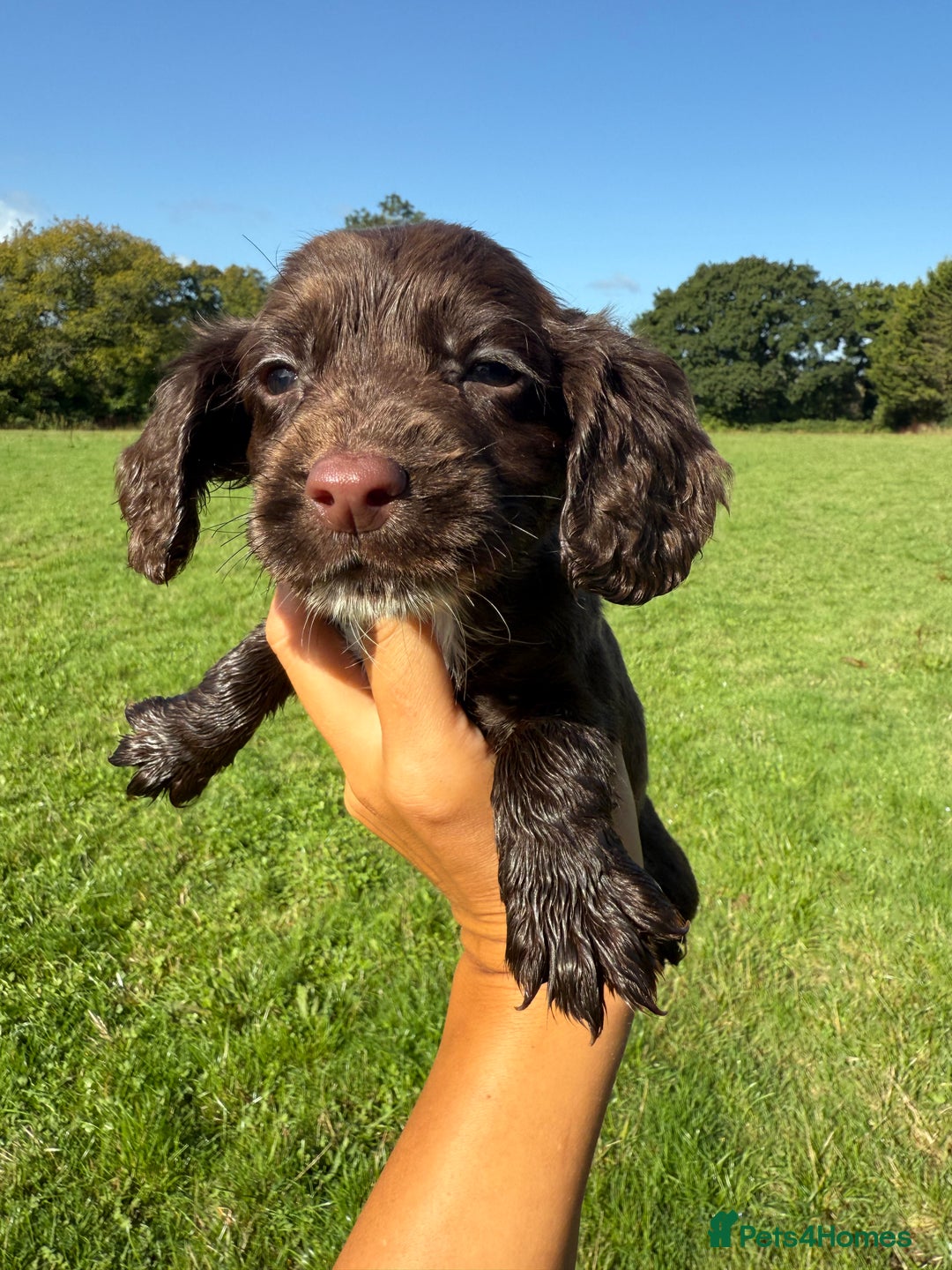 Cocker Spaniel dogs for sale: Worker cocker spaniel puppies for sale  - Image 7