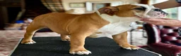 English Bulldog dogs for sale: TWO LITTER SISTERS FOR SALE - Advert 4