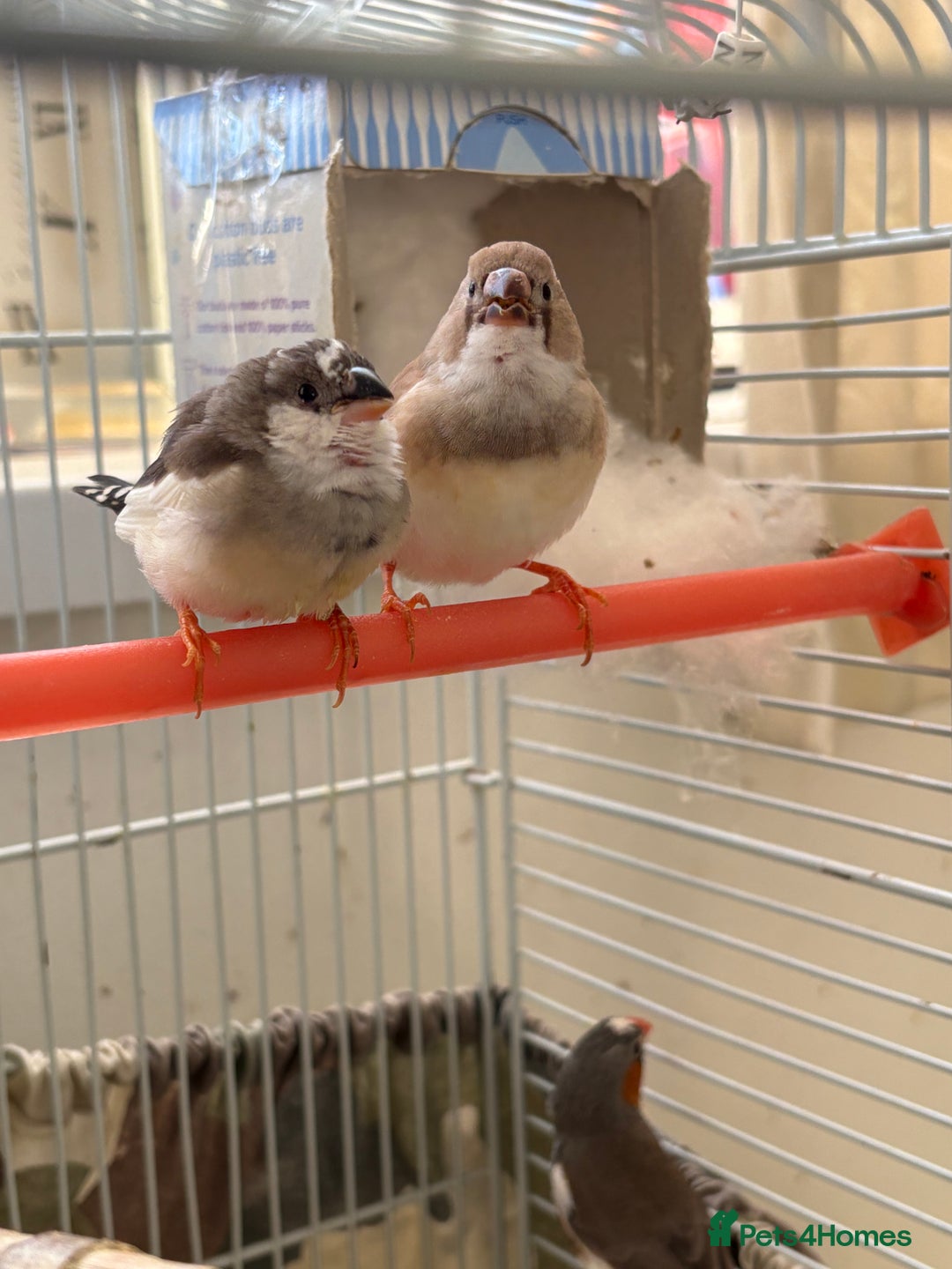 Finches birds for sale: Zebra finches - Advert 5