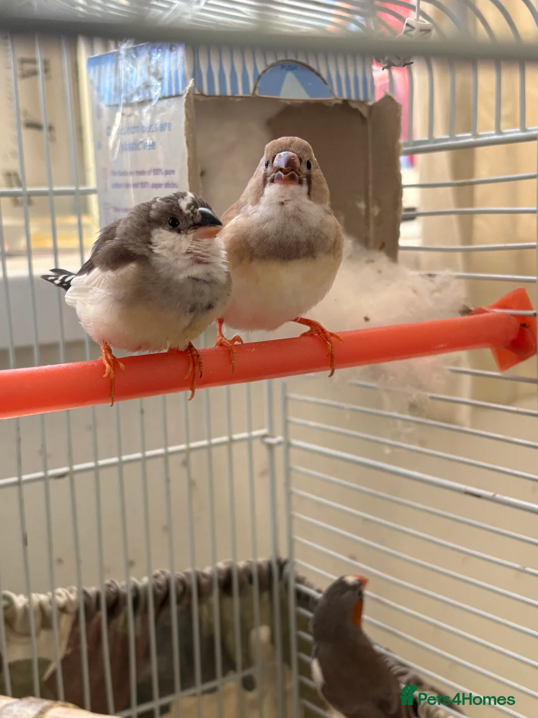 Finches birds for sale: Zebra finches - Advert 5