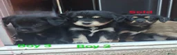 Mixed Breed dogs for sale: Cockerpom puppys 🐶 - Advert 7