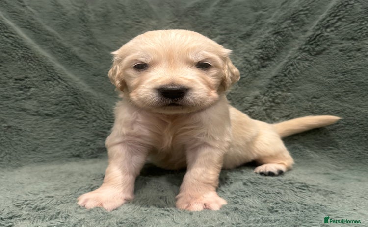 Golden Retriever dogs Kc Reg Health Tested Golden Retriever Puppies  - Advert 4