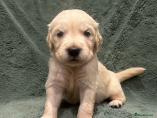 Golden Retriever dogs Kc Reg Health Tested Golden Retriever Puppies - Advert 4