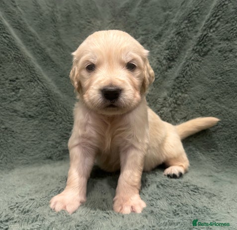 Golden Retriever dogs Kc Reg Health Tested Golden Retriever Puppies - Advert 4