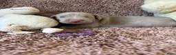 Weimaraner dogs for sale: Weimaraner Silver Grey Girl Pups - Ganult showline - Advert 26