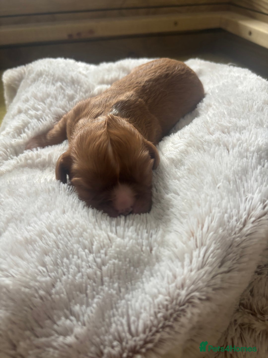 Cavalier King Charles Spaniel dogs for sale: Pugalier Pups ready for their new home!  - Image 14