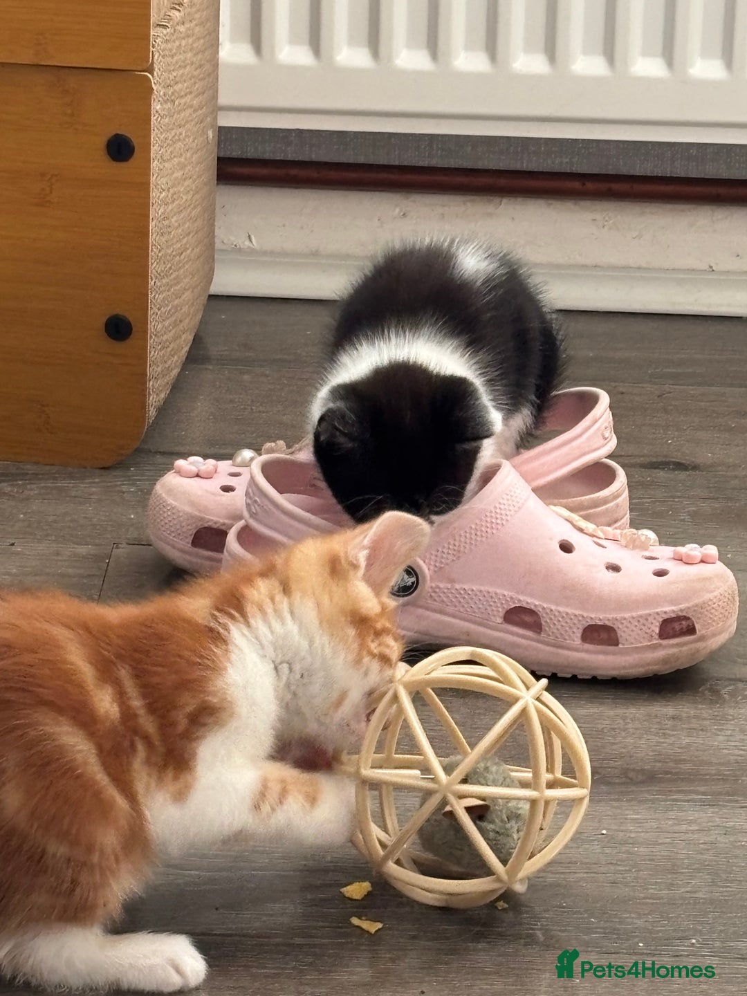 Mixed Breed cats for sale: 4 Gorgeous little boys  - Image 32