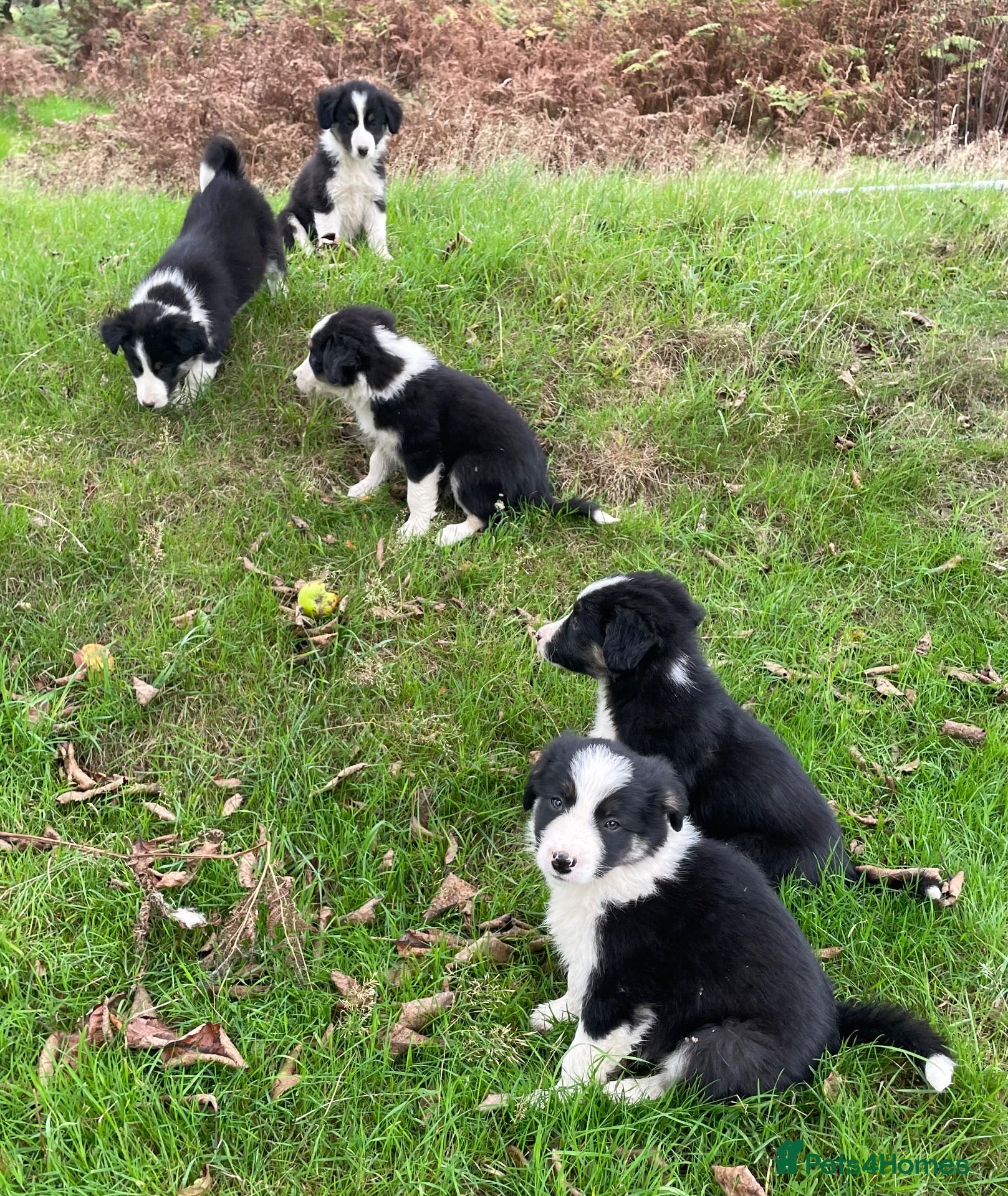 Border Collie dogs Farm bred border collie puppies - Advert 2