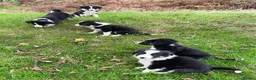 Border Collie dogs for sale: Farm bred border collie puppies - Advert 2