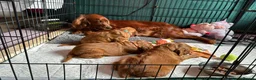 Irish Setter dogs for sale: Irish Setter Puppy - Advert 13