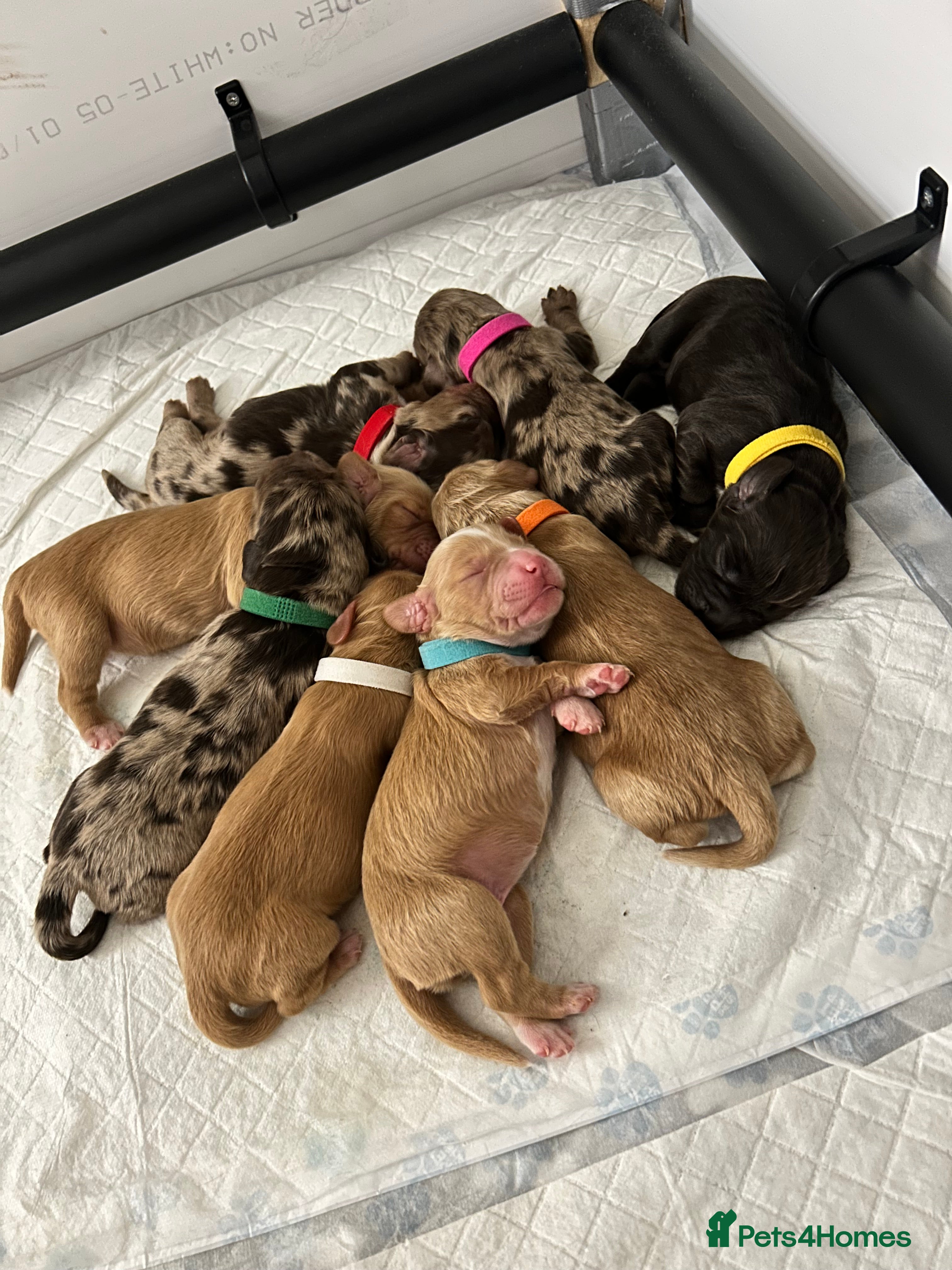 Cocker Spaniel dogs Working Cocker Spaniel Puppies - Advert 4