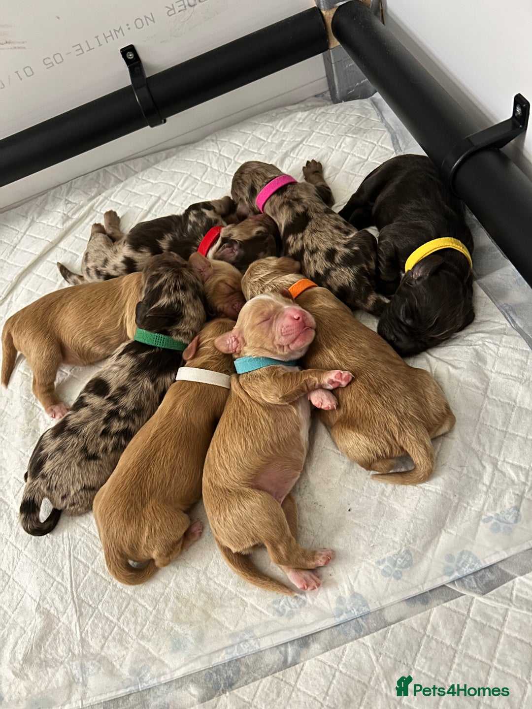 Cocker Spaniel dogs for sale: Working Cocker Spaniel Puppies - Advert 1