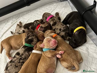 Cocker Spaniel dogs Working Cocker Spaniel Puppies - Advert 2