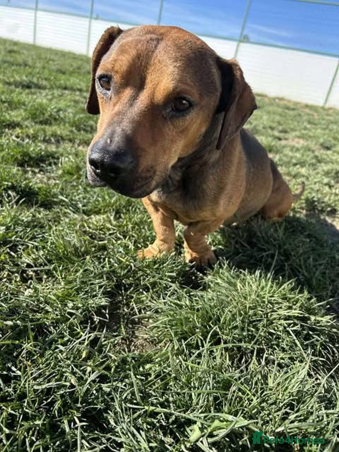 Mixed Breed dogs for adoption: Rescue boy Noodle is looking for his forever home - Advert 27