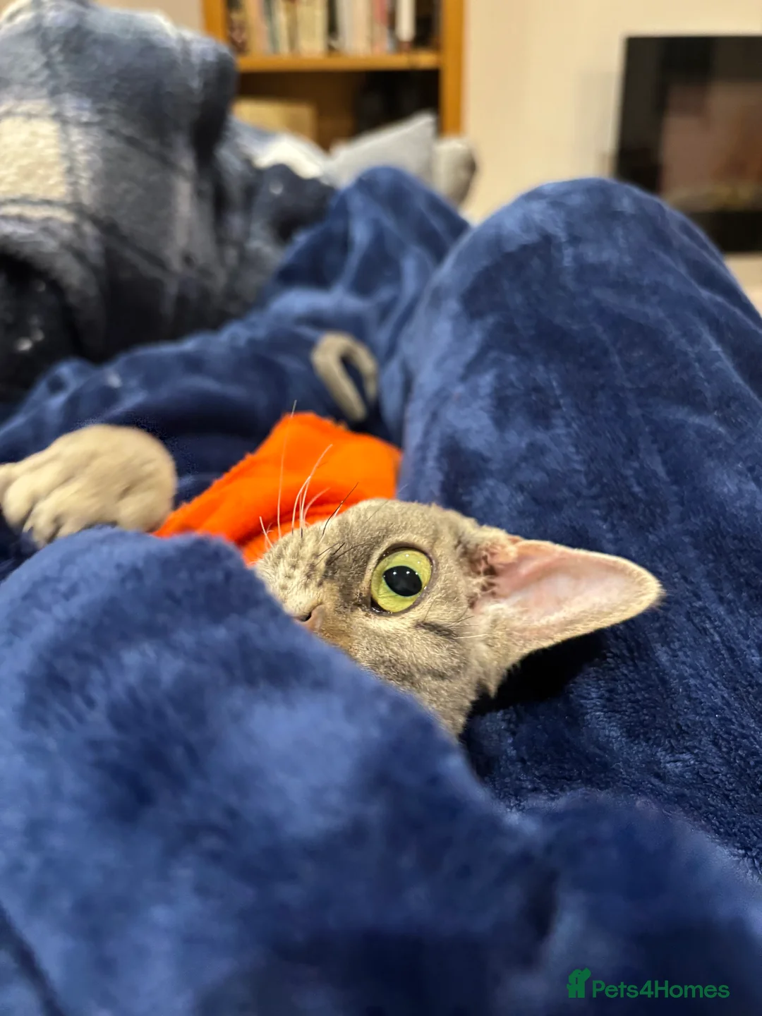 Devon Rex cats for sale: Devon Rex potentially looking for a loving home. - Advert 2