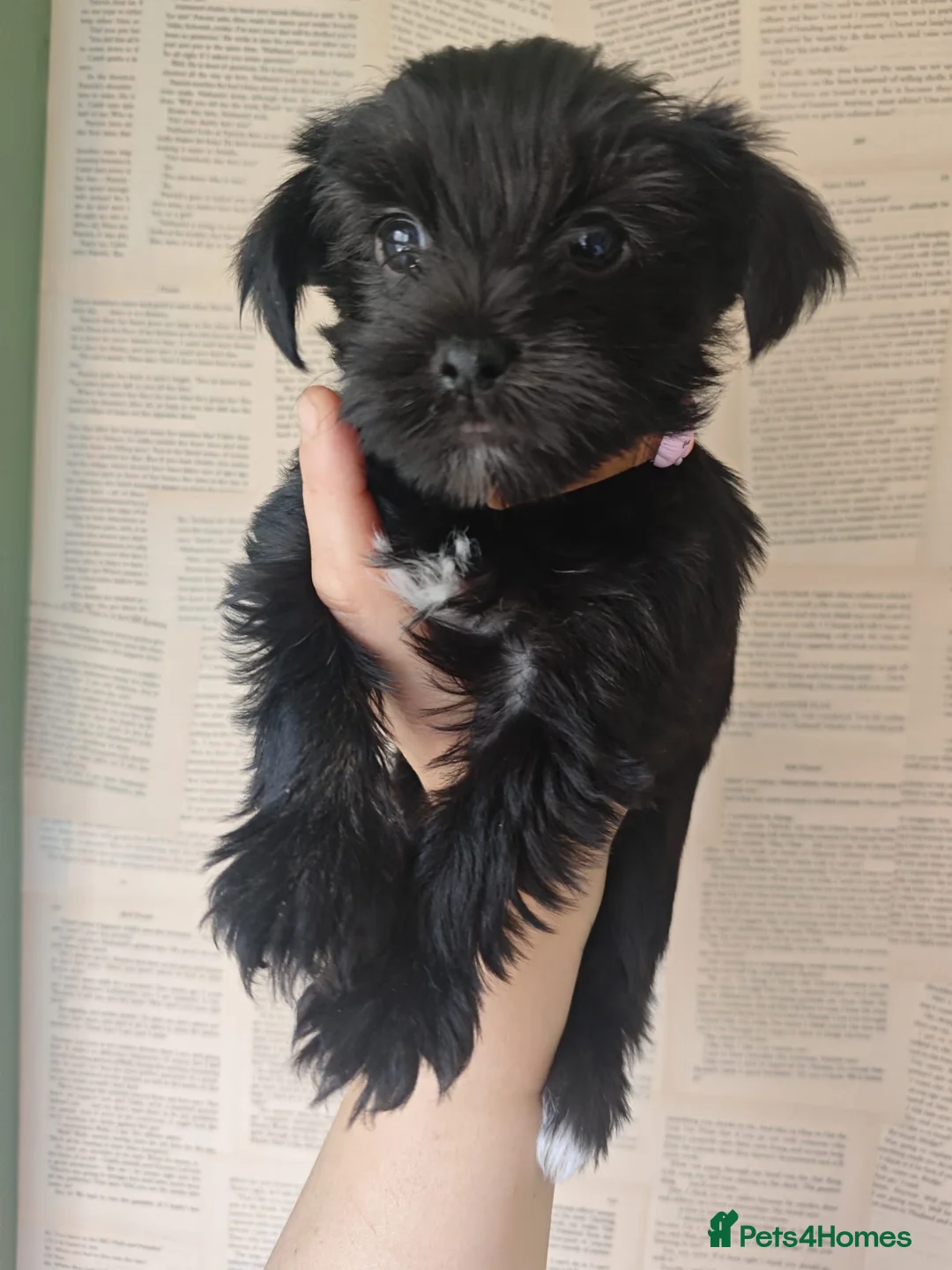 Yorkshire Terrier dogs for sale: Yorkshire terrier Dark puppies in Milton Keynes - Advert 2