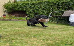 Mixed Breed dogs for sale: Cockerdale bitch  - Image 5