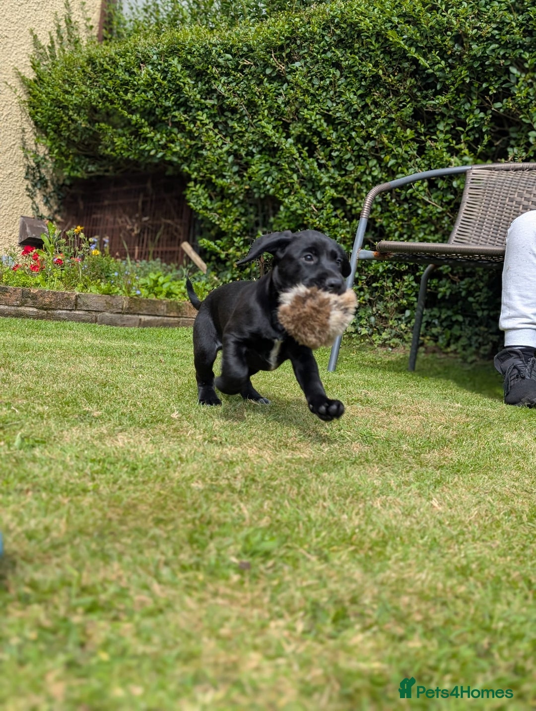 Mixed Breed dogs for sale: Cockerdale bitch  - Image 5