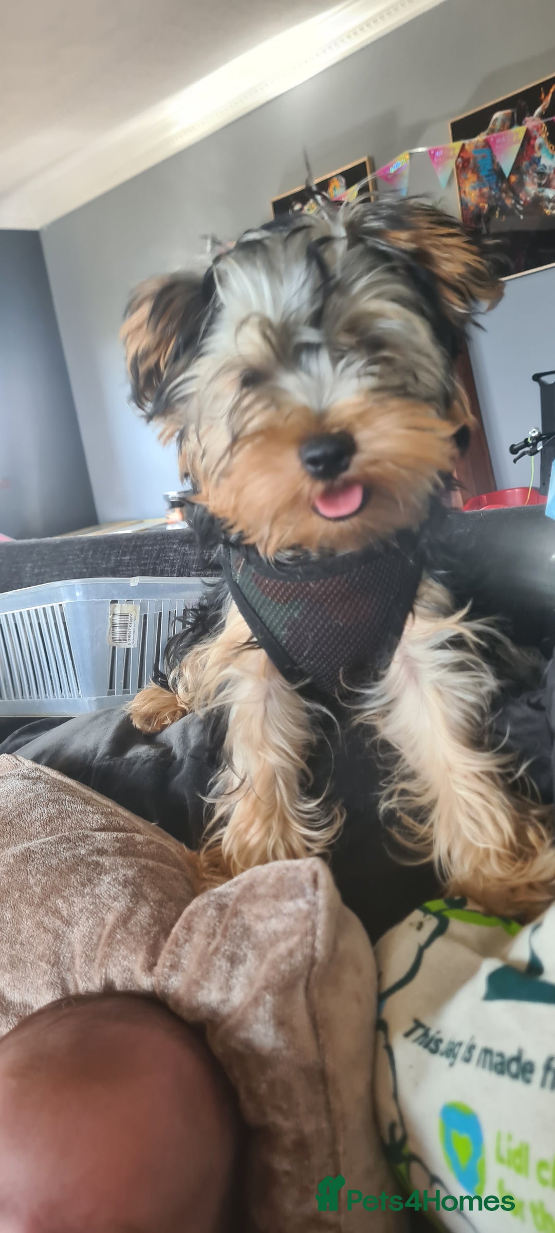 Yorkshire Terrier dogs for sale: Sweet natured boys - Image 3