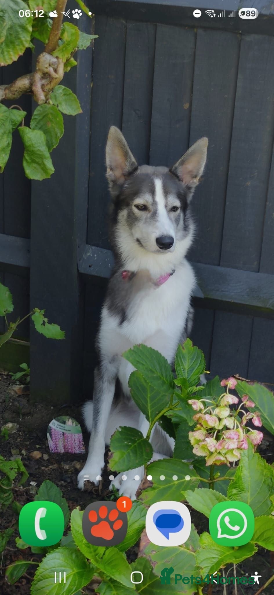 Mixed Breed dogs Border Collie/Husky Cross Puppies  - Advert 1