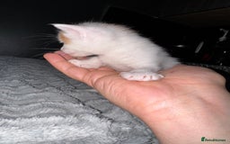 Mixed Breed cats for sale: 7 Mixed Kittens - Ginger, Tabby, Calico, White - Advert 31