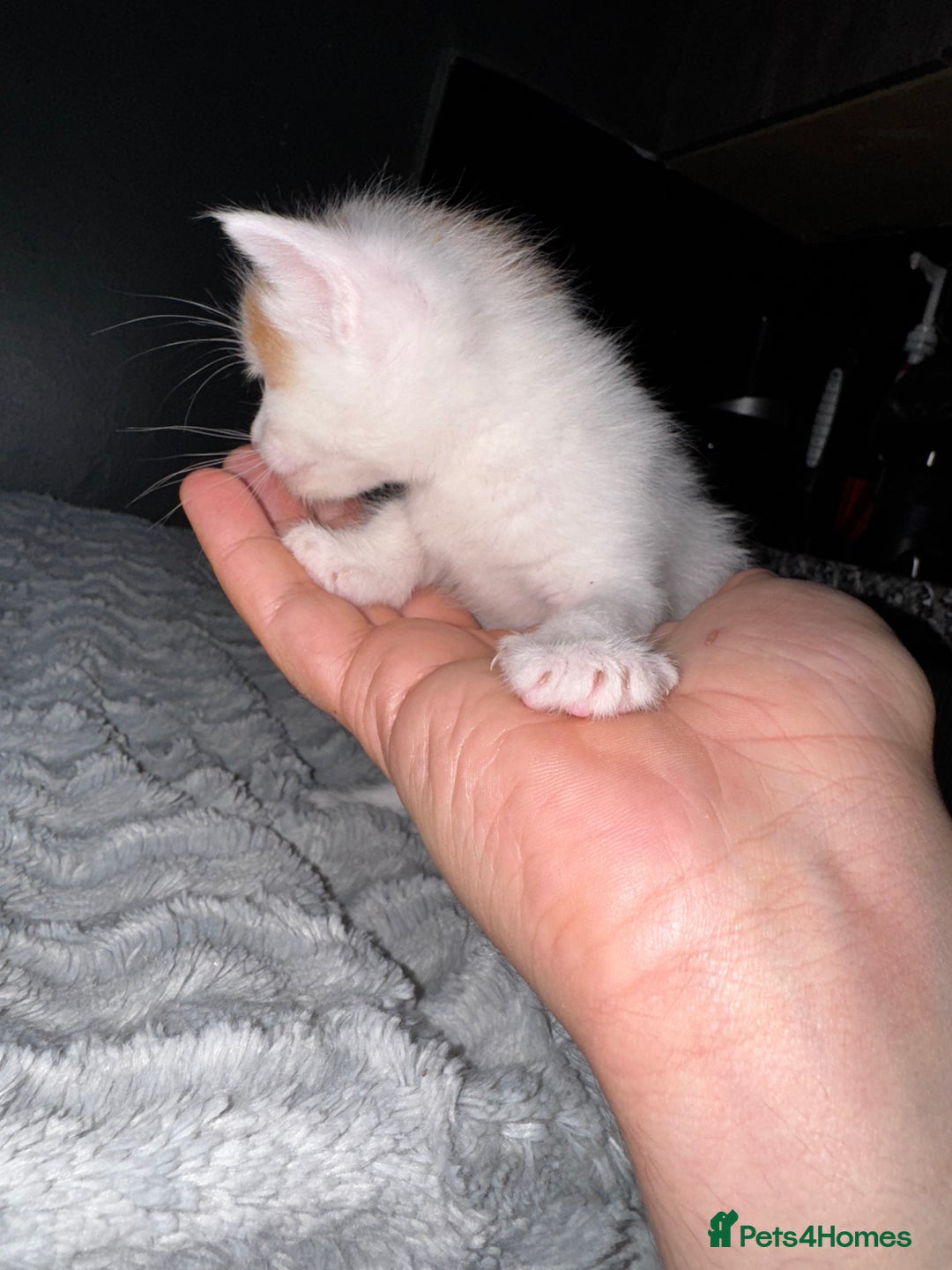 Mixed Breed cats for sale: 7 Mixed Kittens - Ginger, Tabby, Calico, White - Advert 31