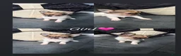 Chihuahua dogs for sale: A beautiful litter of 5 🩷🩵 - Advert 3