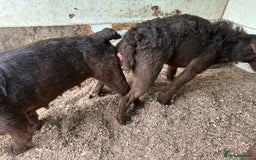 Patterdale Terrier dogs for stud: Chocolate patterdale in Stockport - Image 3