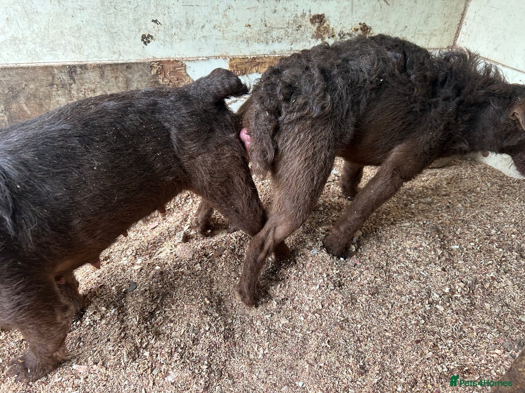 Patterdale Terrier dogs for stud: Chocolate patterdale in Stockport - Image 3