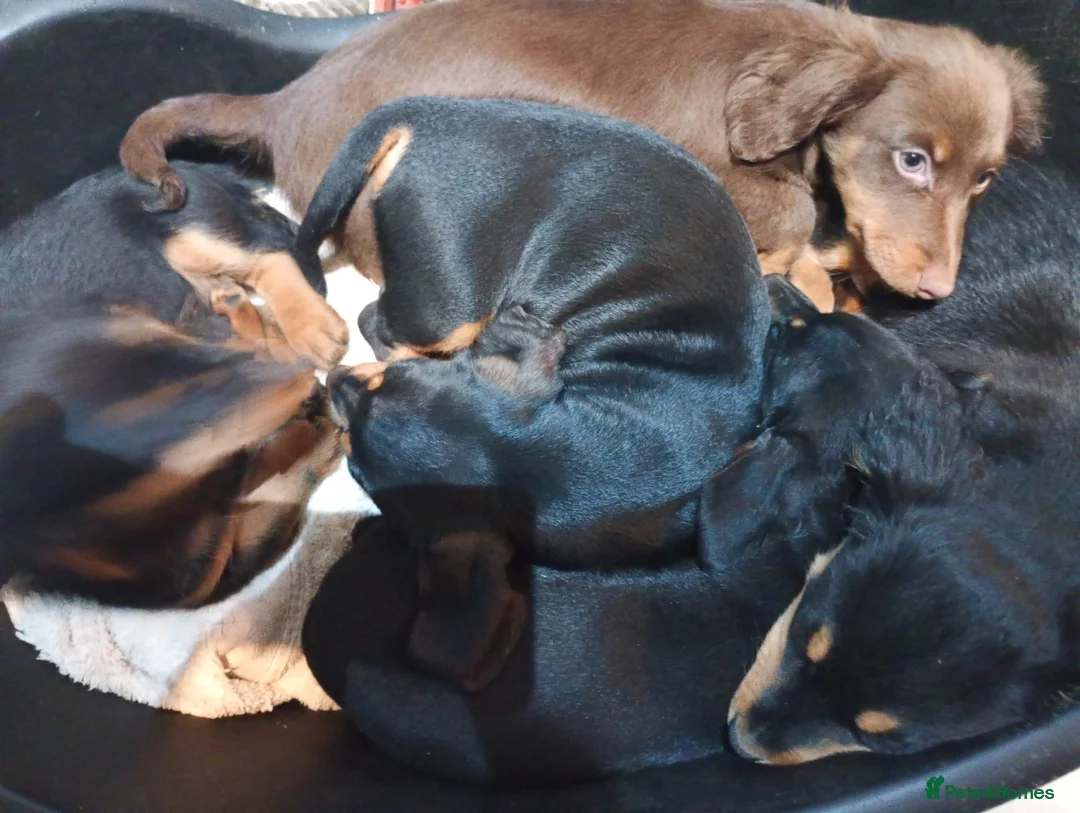 Dachshund dogs for sale: 5 long hair and short hair dachshunds for sale  - Advert 2