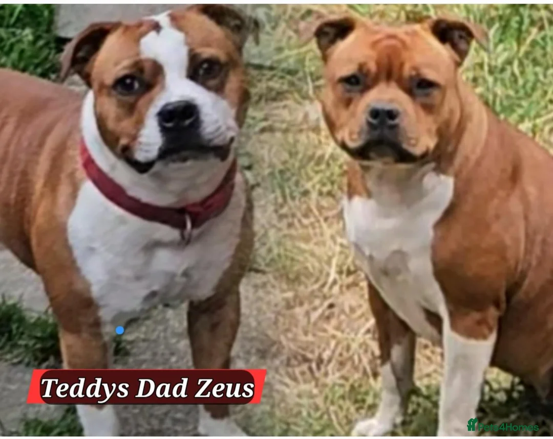 Staffordshire Bull Terrier dogs for sale: 🥨 2 Amazing Red boys 🥨 - Advert 1