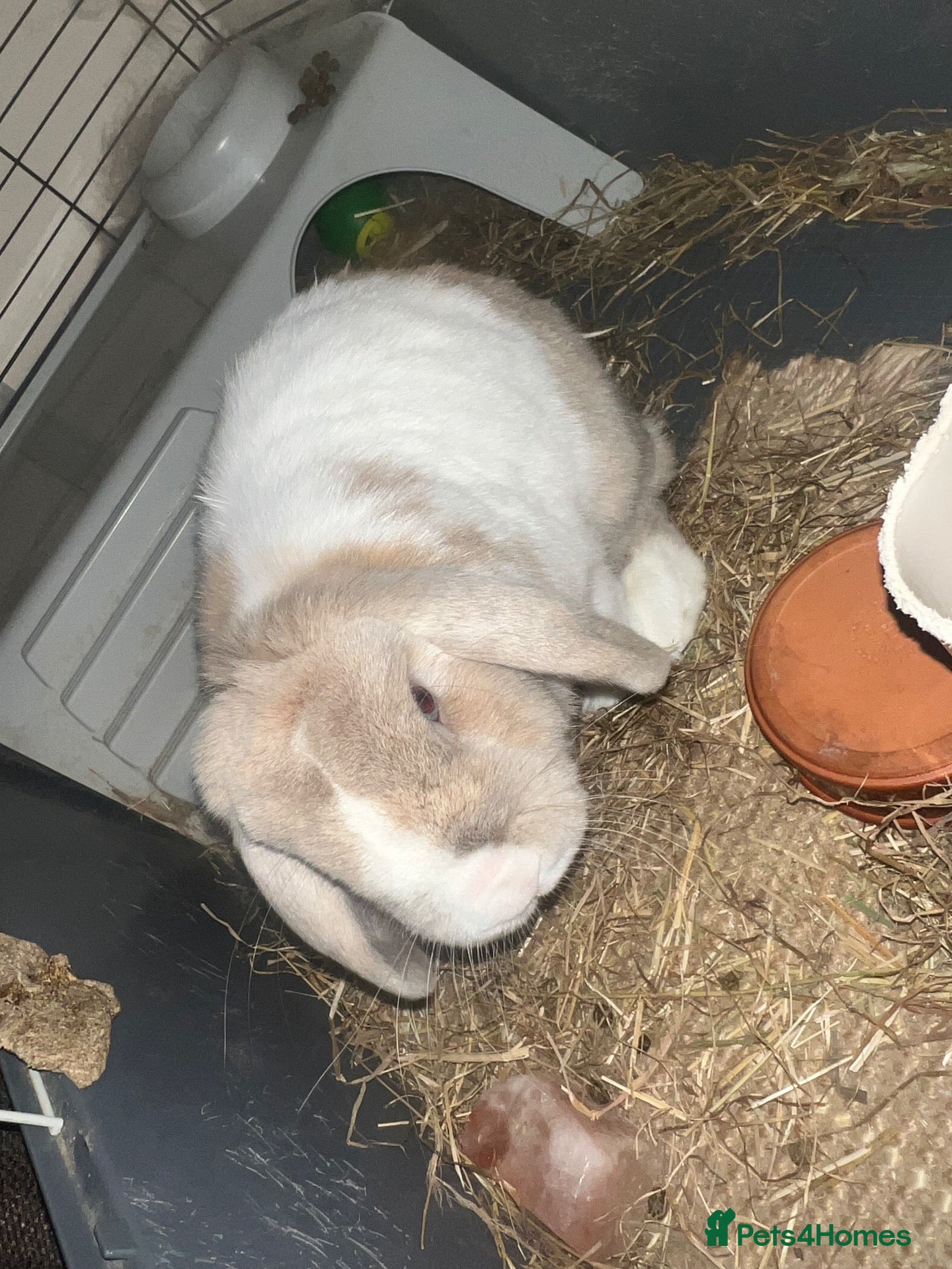 Mini Lop rabbits Neutered Male Rabbit Looking for a Loving Home - Advert 1