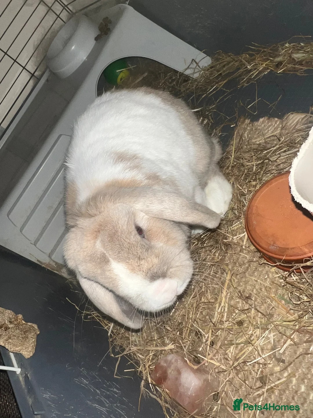 Mini Lop rabbits for sale: Neutered Male Rabbit Looking for a Loving Home in Saint Leonards-on-sea - Advert 1