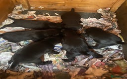 Patterdale Terrier dogs for sale: Patterdale pups - Image 4