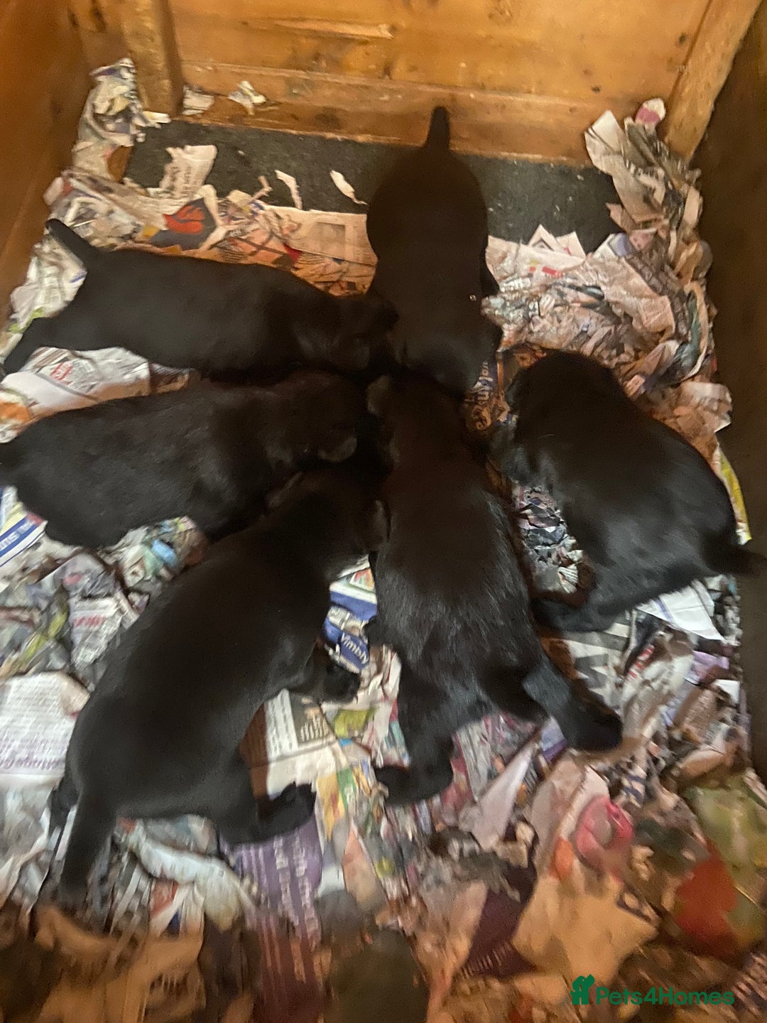 Patterdale Terrier dogs for sale: Patterdale pups - Image 4
