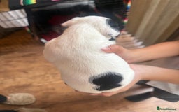 Jack Russell dogs for sale: Beautiful Jack Russell Litter - Image 13