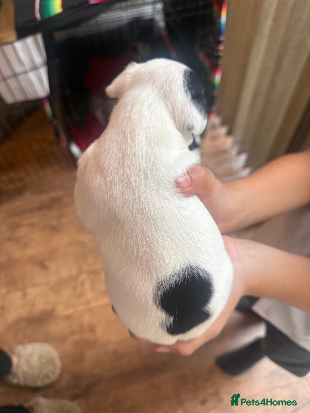 Jack Russell dogs for sale: Beautiful Jack Russell Litter - Image 13