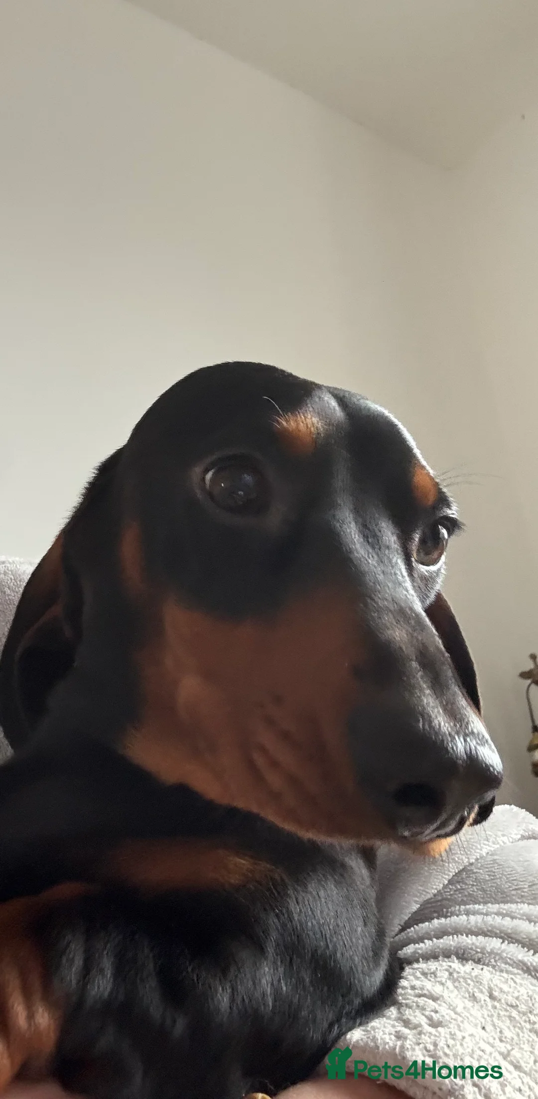 Miniature Dachshund dogs for stud: dafydd - Advert 6