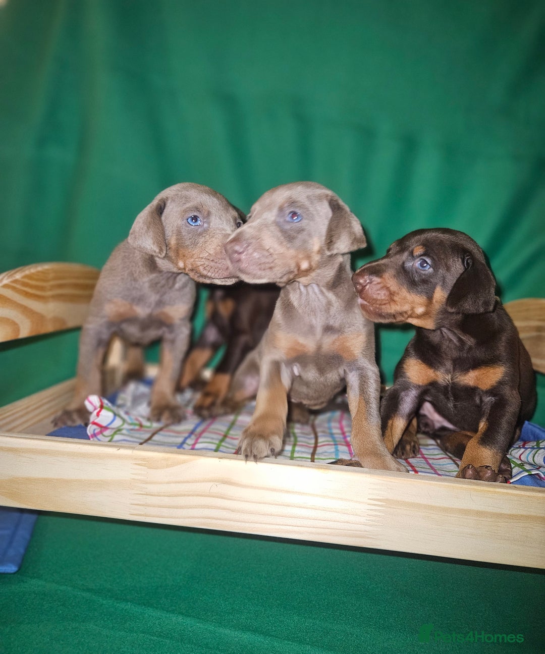 Dobermann dogs for sale: International Champ Bloodlines Pups Ready 25th DEC - Advert 2