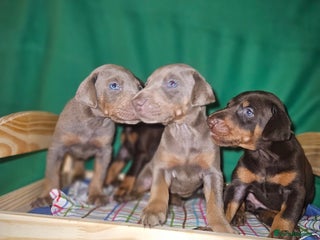 Dobermann dogs International Champ Bloodline Pups Ready 25thDEC - Advert 4