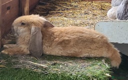 French Lop rabbits for sale: Giant French lops  - Image 2