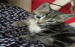 Mixed Breed cats for sale: Kitten for sale  - Image 2